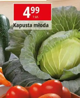 E.Leclerc Kapusta młoda 1 szt. oferta
