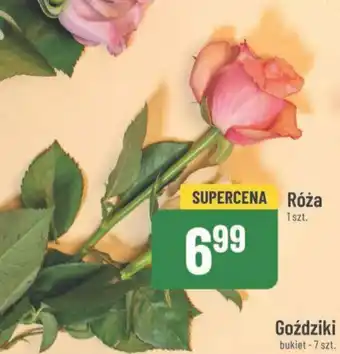 Polomarket Róża 1 szt. oferta