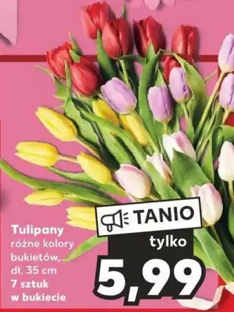 Kaufland Tulipany oferta