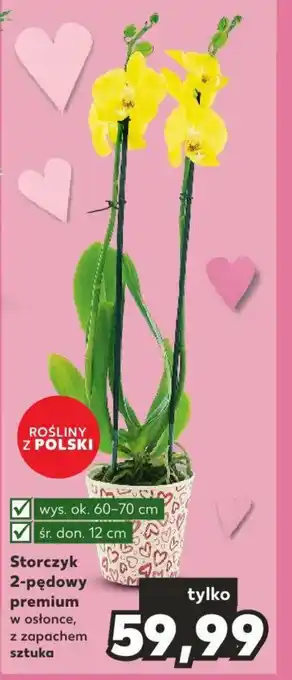 Kaufland Storczyk 2-pędowy premium sztuka oferta