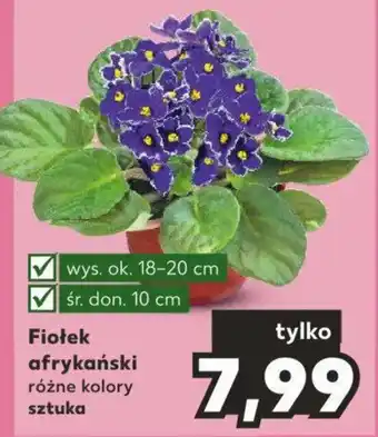 Kaufland Fiołek afrykański sztuka oferta