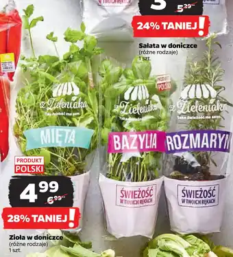 Netto Zioła w doniczce oferta