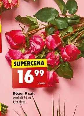 Biedronka Róża oferta