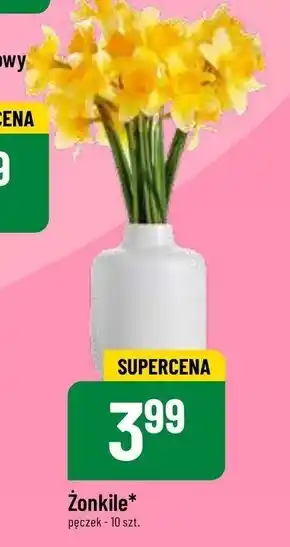 Polomarket Żonkile oferta