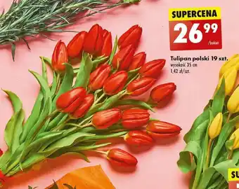 Biedronka Tulipan polski 19 szt. oferta