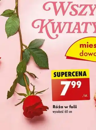 Biedronka Róża w folii oferta