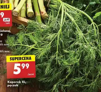 Biedronka Koperek XL, pęczek oferta