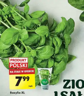 Biedronka Bazylia XL oferta