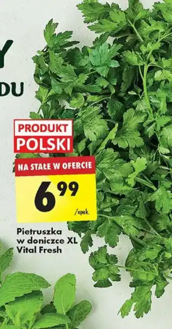 Biedronka Pietruszka w doniczce XL Vital Fresh oferta