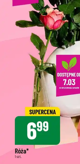 Polomarket Róża 1szt. oferta