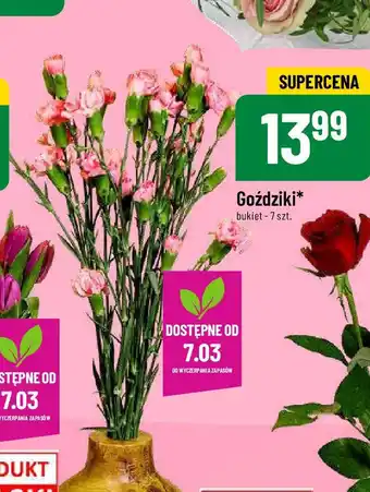 Polomarket Goździki 7szt. oferta