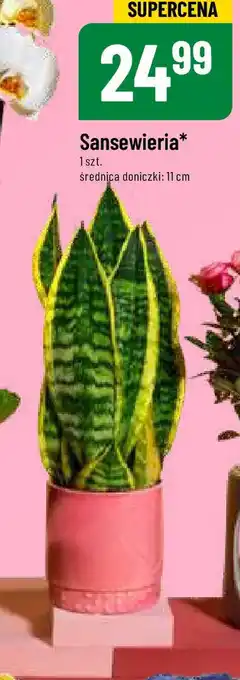 Sansewieria