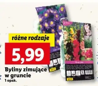 Lidl Byliny zimujące w gruncie oferta