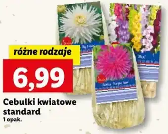 Lidl Cebulki kwiatowe standard oferta