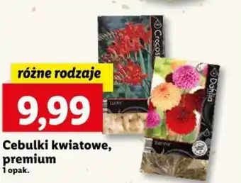 Lidl Cebulki kwiatowe, premium oferta