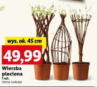 Lidl Wierzba pleciona 1 szt. oferta
