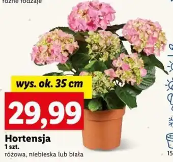 Lidl Hortensja oferta