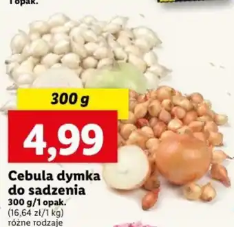Lidl Cebula dymka do sadzenia 300 g oferta