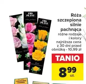 Carrefour Róża szczepiona silnie pachnąca oferta