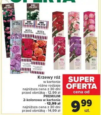 Carrefour Krzewy róż oferta