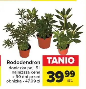 Carrefour Rododendron oferta