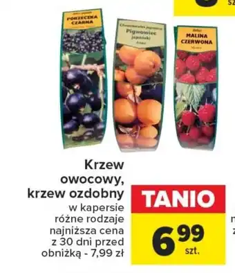 Carrefour Krzew owocowy, krzew ozdobny oferta