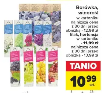 Borówka, winorośl