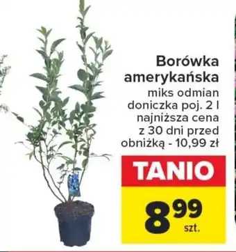 Carrefour Borówka amerykańska oferta