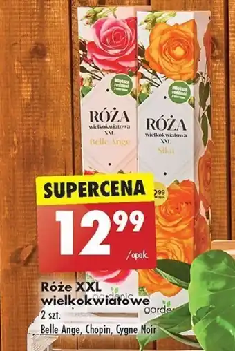 Biedronka Róże XXL wielkokwiatowe oferta