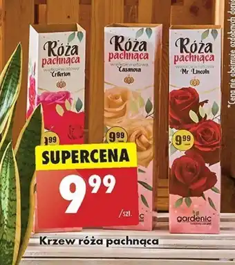 Biedronka Krzew róża pachnąca oferta