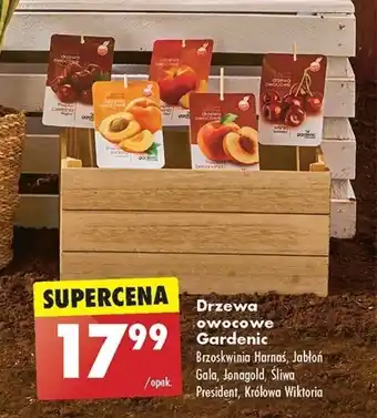 Biedronka Drzewa owocowe Gardenic oferta