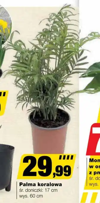 Bricomarche Palma koralowa oferta