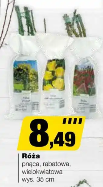 Bricomarche Róża oferta