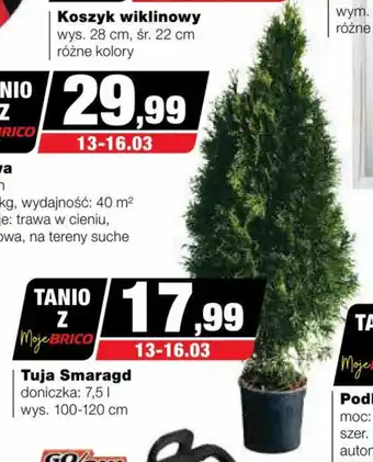 Bricomarche Tuja Smaragd oferta