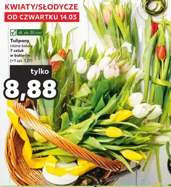 Kaufland Tulipany 7szt. oferta