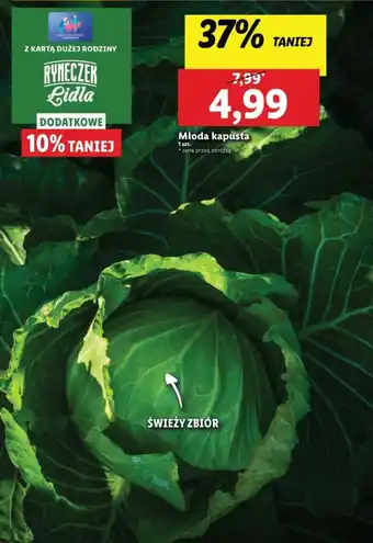 Lidl Młoda kapusta 1sz. oferta
