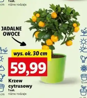 Lidl Krzew cytrusowy 1 szt. oferta
