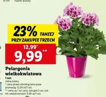 Pelargonia wielkokwiatowa 1 szt.