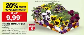 Polskie bratki, 6-pak