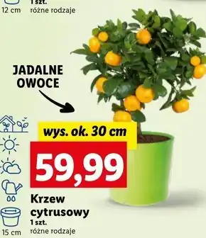 Lidl Krzew oferta