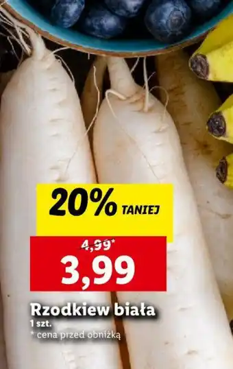 Lidl Rzodkiew biała 1 szt. oferta