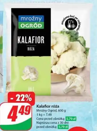 Dino Kalafior Mroźny ogród oferta