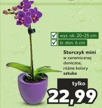Kaufland Storczyk mini oferta