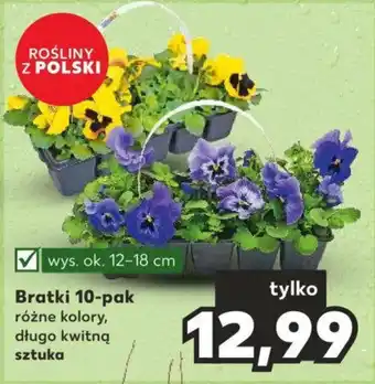 Kaufland Bratki 10-pak oferta