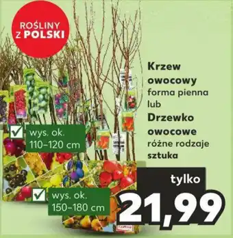 Kaufland Krzew owocowy / Drzewko owocowe oferta