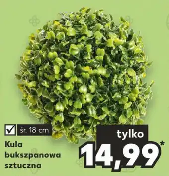 Kaufland Kula bukszpanowa oferta