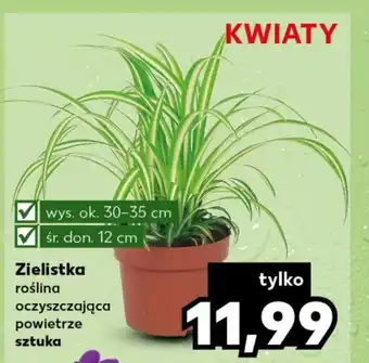 Kaufland Roślina doniczkowa oferta