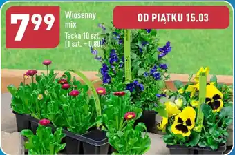 ALDI Wiosenny mix 10szt. oferta