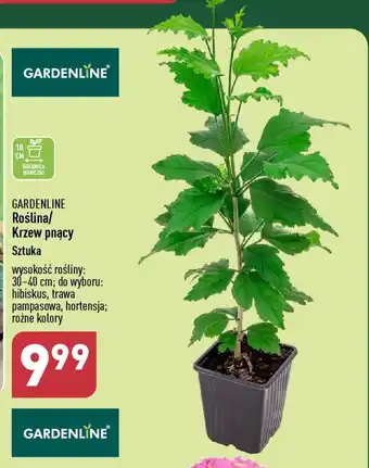 GARDENLINE Roślina/krzew pnący