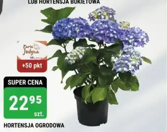 HORTENSJA OGRODOWA